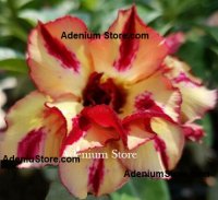 Adenium Obesum Tinkerbell x 50 Seeds BULK