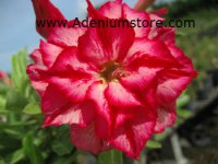 (image for) Rare Adenium Seeds 'Chatpilin' (5 Seeds)