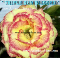 Adenium Obesum Triple Sun Blissed 5 Seeds