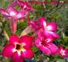 Adenium Obesum 'Pink Neon' 5 Seeds