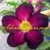 Adenium Obesum 'Purple Innovation' 5 Seeds