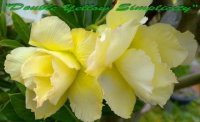 (image for) New Adenium 'Double Yellow Simplicity' 5 Seeds
