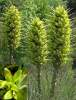 Puya Seeds 'Bromeliad Puya Chilensis' (5 Seeds)