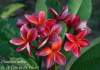 (image for) Plumeria Rubra 'A Fire in The Heart' x 6 Seeds