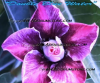 (image for) Adenium Obesum Double Blue Water 5 Seeds