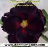 Adenium Obesum Double Dark Chocolate 5 Seeds