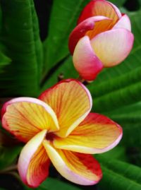 Plumeria Rubra Miss Aloha 6 Seeds