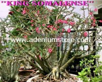 Adenium Somalense 'King Somalense' 5 Seeds