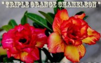 Adenium Obesum 'Triple Orange Chameleon' 5 Seeds
