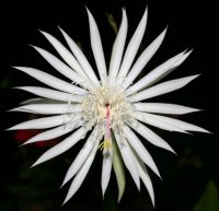(image for) Epiphyllum Orchid Cactus 'Strictum' x 5 Seeds