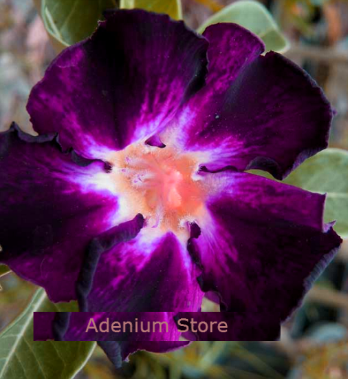 (image for) Adenium Obesum Shadow of Memories 5 Seeds - Click Image to Close