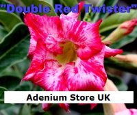 New Adenium 'Double Red Twister' 5 Seeds