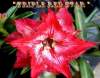 Adenium Obesum 'Triple Red Star' 5 Seeds