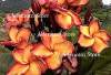(image for) Plumeria Rubra Caramel Love x 6 Seeds