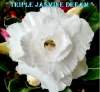 (image for) Adenium Obesum 'Triple Jasmine Dream Fragrant' x 5 Seeds