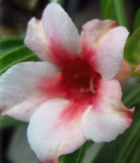 (image for) Adenium Obesum 'In Love Once More' 5 Seeds