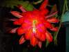 Epiphyllum Orchid Cactus 'Super Chief' 5 Seeds