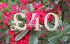 (image for) £40.00 Gift Certificate