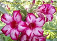 (image for) Adenium Seeds 'Happy in Bloom' 5 Seeds