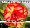 Adenium Obesum 'Triple Jupitar Glow' 5 Seeds
