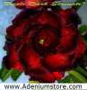 Adenium Obesum 'Triple Dark Serenade' 5 Seeds