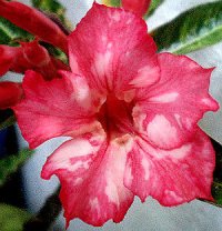 (image for) Adenium Seeds 'Red Spiderman' (5 Seeds)