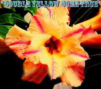 (image for) Adenium Seeds 'Double Yellow Come True' 5 Seeds