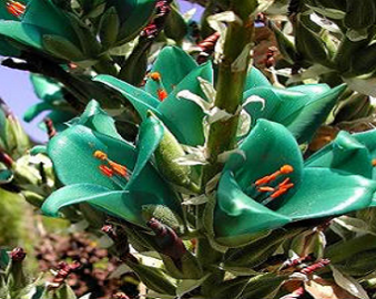 Puya Bromeliad Seeds
