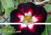 (image for) New Adenium Obesum 'Black Luna' 5 Seeds
