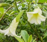 (image for) Angels Trumpet Arborea White 5 Seeds