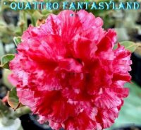 Adenium Obesum Quattro Fantasy Land 5 Seeds