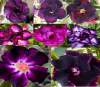 Adenium Obesum 'Purple Mix' X 10 Seeds