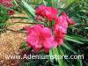 (image for) Nerium Oleander 'Cherry Rip' 5 Seeds