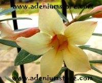 Adenium Obesum Mahamongkol x 5 Seeds