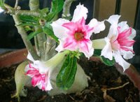 (image for) Adenium Seeds 'Double Mix' (5 Seeds)