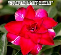 (image for) New Adenium 'Triple Lady Emily' 5 Seeds