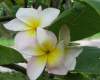 (image for) Ourtain Pink Plumeria Seeds (6 Seeds)