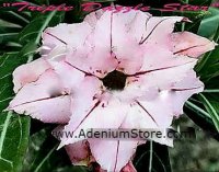 Adenium Obesum 'Triple Dazzle' x 5 Seeds