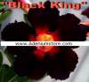 (image for) Adenium Obesum 'Black King' 5 Seeds