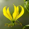 (image for) Gloriosa Superba 'Yellow Fire Lily' 5 Seeds