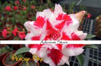 New Adenium 'Peachy Pop' 5 Seeds