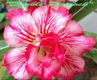 (image for) New Adenium 'Double Peacock' 5 Seeds