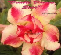 (image for) Adenium Double Dream Star 5 Seeds