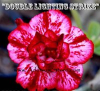 Adenium Obesum 'Double Lightning Strike' 5 Seeds