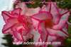 (image for) Adenium Seeds 'Double Amour' 5 Seeds
