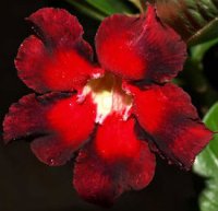 (image for) Adenium Seeds 'Double Colour' (5 Seeds)