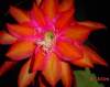 Epiphyllum 'Impossible Dream' 5 Seeds
