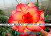 (image for) New Adenium 'Floral Princess' 5 Seeds