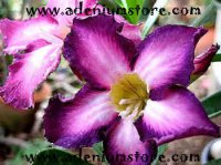 Adenium Obesum 'Ultra Violet' 5 Seeds
