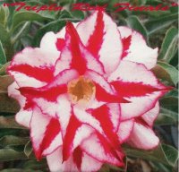 (image for) Adenium Obesum 'Triple Red Finale' 5 Seeds